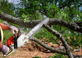 Best Tree Removal Services  in Palm Valley, FL